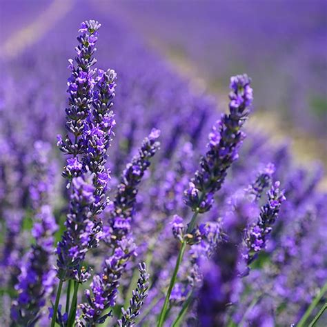 Levanduľa a lavandín
