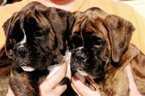 Šteniatka nemeckého boxera