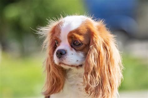 Štruktúra hlavy Cavalier King Charles Španiela