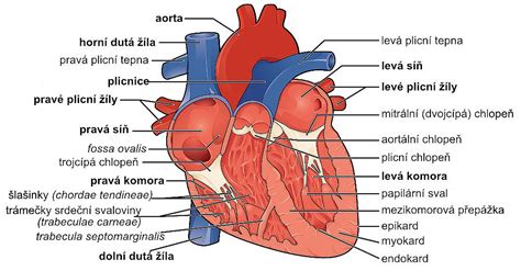 Anatomia srdca psa