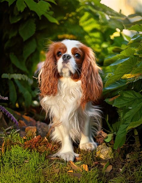Rodokmeň Cavalier King Charles Španiela