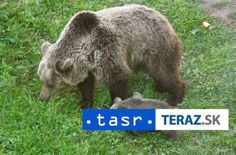 Infografika o postupoch pri hlásení týrania zvierat