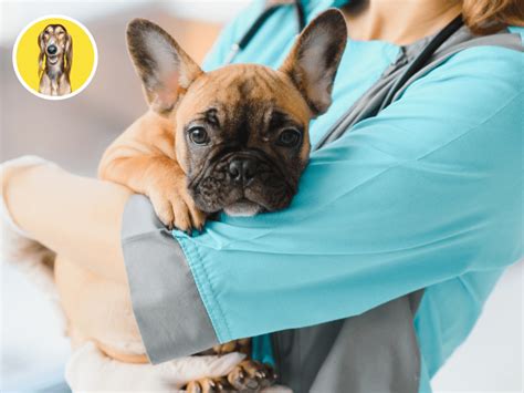 Šteniatko u veterinára