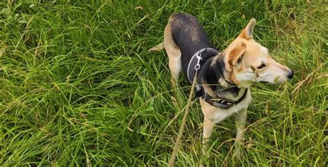 Infografika o správaní pri stretnutí so psom so žltou stužkou