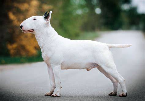 Infografika: Historická cesta stafbulíka od Bull and Terrier po moderné plemeno
