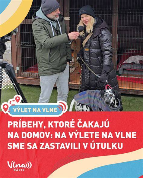 Infografika o procese adopcie a starostlivosti psov v útulku
