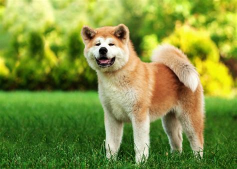 Detail hlavy psa plemena Akita Inu