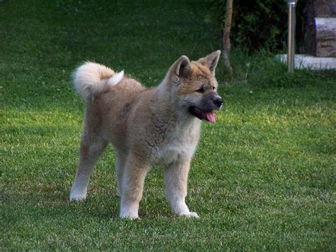 Pes plemena Akita Inu pri hre