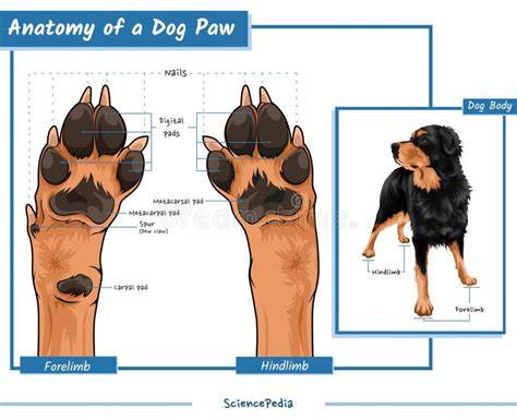 Infografika: Anatomia plávania novofundlandského psa (webbing for toes, tail as rudder, double coat)