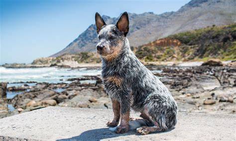 Obrázok: Australian Cattle Dog - skica alebo fotografia psa s typickým Bentley Mark
