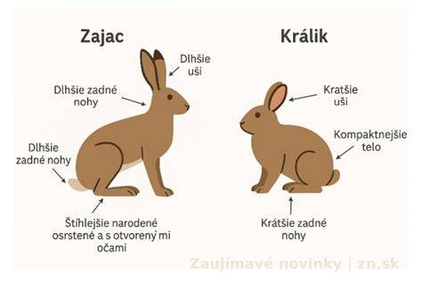 Obrázok znázorňujúci rozdiel medzi hematochéziou a melénou