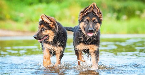Šteňa nemeckého ovčiaka v hre s dieťaťom