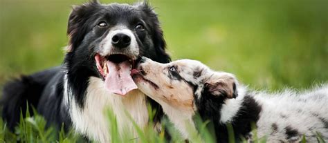 Dva psy hrajúce sa spolu v hierarchii