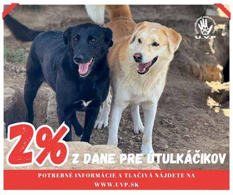 Infografika: Povinnosti majiteľov psov a ich činnosti v rokoch 2022-2026