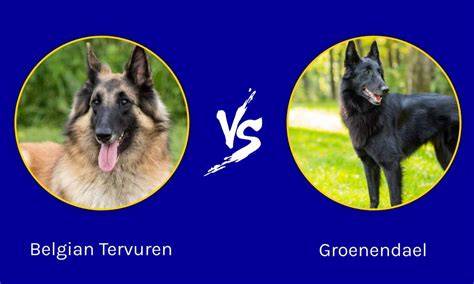 Infografika: Porovnanie variantov belgického ovčiaka (Malinois vs. Groenendael vs. Tervueren)