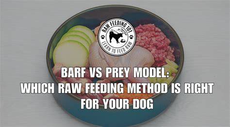 Infografika: BARF vs. Prey Model - hlavné rozdiely