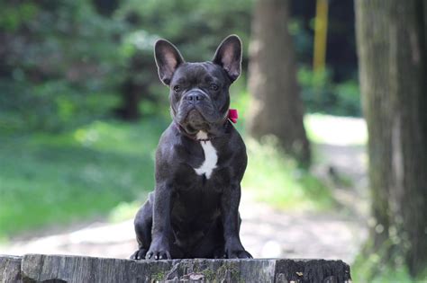 Francúzsky buldog a deti