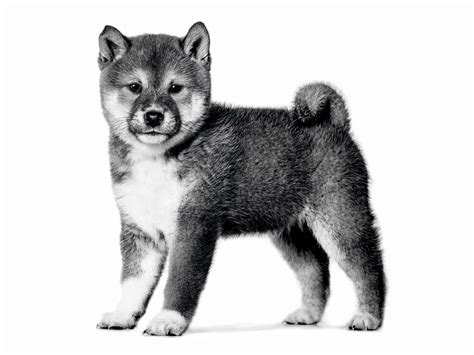 Shiba inu: kľúčové charakteristiky a vzhľad