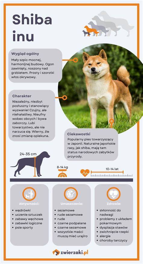 Infografika: Efektívny tréning Shiba Inu