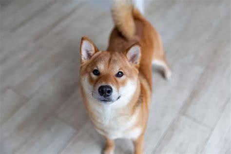 Shiba inu v domácnosti a mimo nej