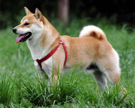 Rýchly prehľad charakteristík Shiba Inu