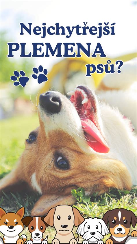 Infografika: bežné príčiny nadmerného lízania labiek u psa
