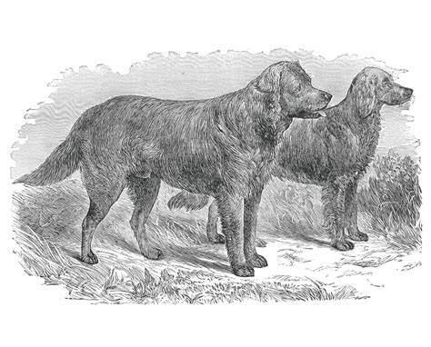 Infografika: Vývoj labradorského retrívera od St. John’s Dog po súčasnosť