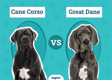 Obrázok: Cane Corso a Collie vedľa seba - veľkosť, vzhľad a postoj