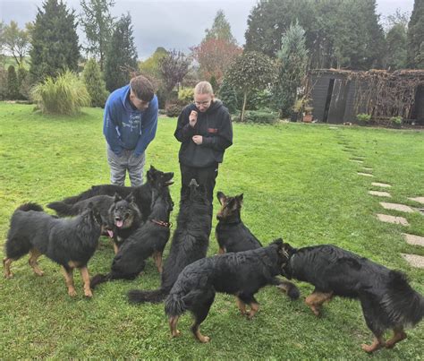 Chodský pes v akcii