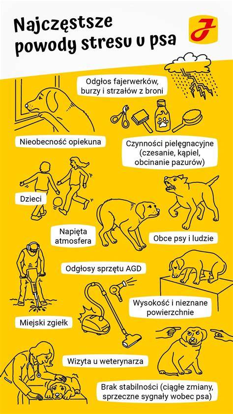 Infografika: Signály stresu u psa a čo robiť