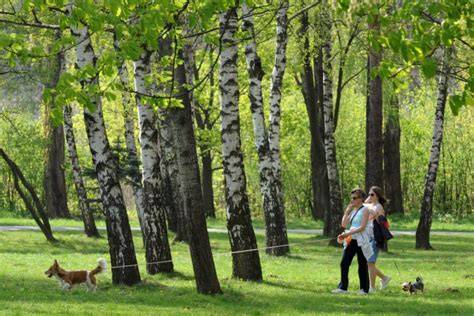 Infografika: Základné povinnosti majiteľa psa podľa zákona