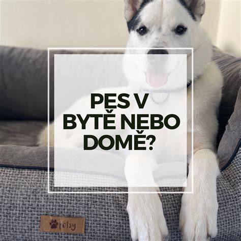Infografika: Trvanie a kroky tréningu čistoty psa v byte