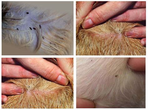 Ilustrácia blchy na koži psa