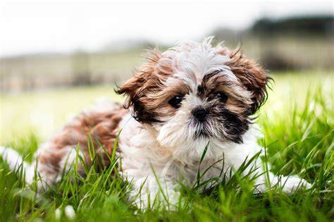 Choroby_shih_tzu.jpg
