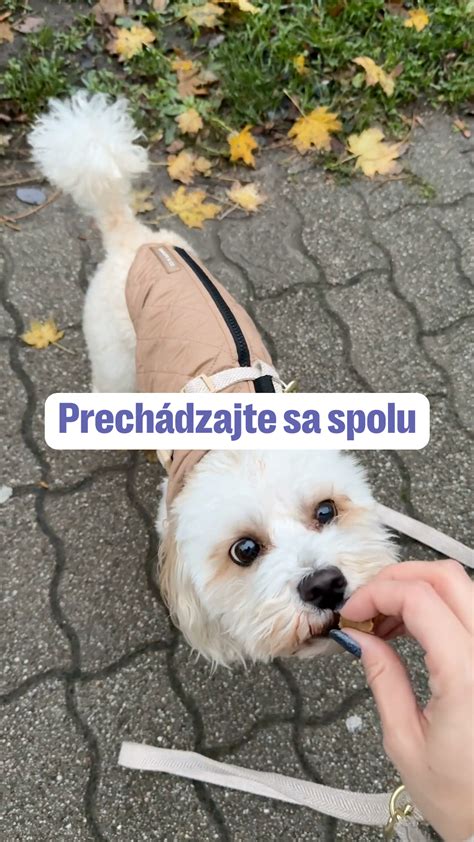 Obrázok zobrazujúci psíka a mačku spolu v parku, šťastní počas zlatej hodinky slnka