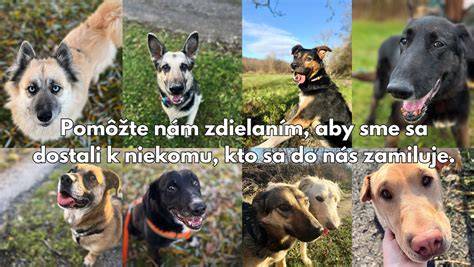 Infografika: Porovnanie veľkostí psov (malé - stredné - veľké) a ich typických potrieb