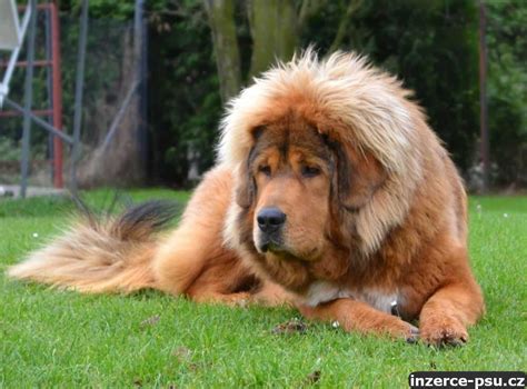 Tibetská doga s hrivou