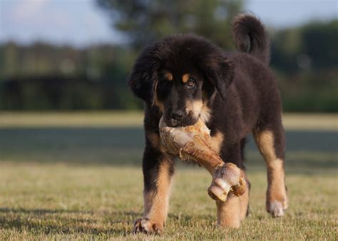 Šteňa tibetskej dogy na vodítku