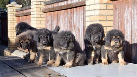 Tibetská doga pri dverách