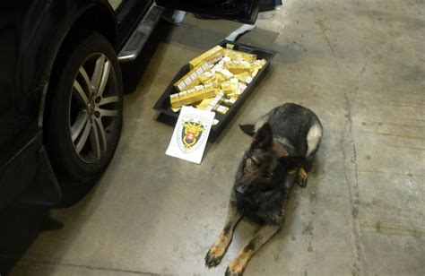 Služobný pes pri práci