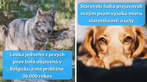 Infografika: Evolúcia psa od vlka k domestikovanému spoločníkovi