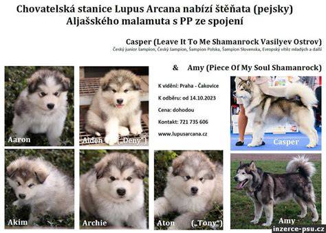 Infografika: Typický vzhľad aljašského malamuta, jeho srsť a charakteristiky tela