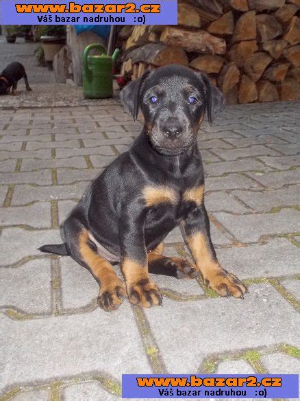 Jagdteriér - typický vzhľad, čierno-hnedé znaky a V-úšnice