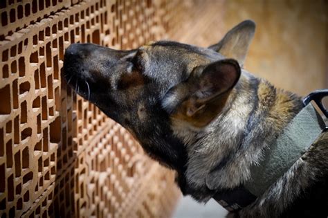 Príklad tréningu nosework u Jagdteriéra