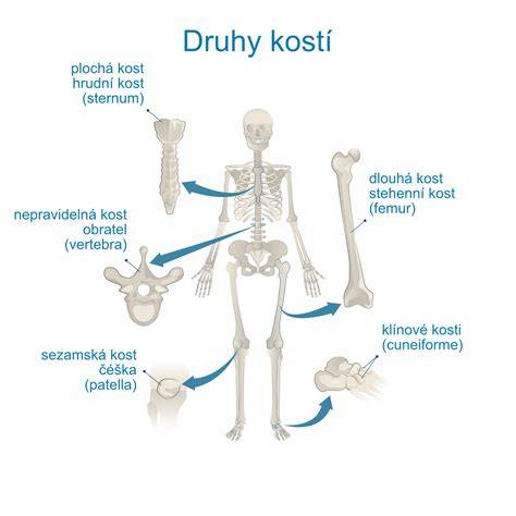 Infografika: Bezpečné a nebezpečné typy kostí pre psov