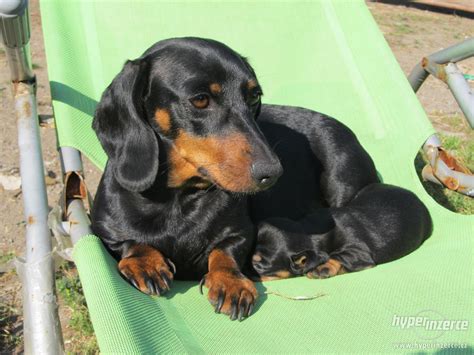 pes pozerá do očí majiteľa