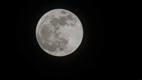 pes zavýjajúci na mesiac