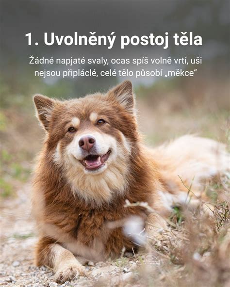 Pes s prejavmi stresu (stiahnuté uši, napäté telo)