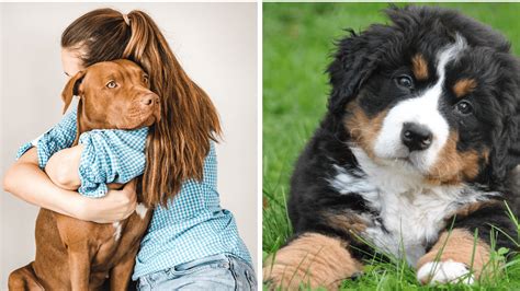 Pes nakláňa hlavu pri počúvaní