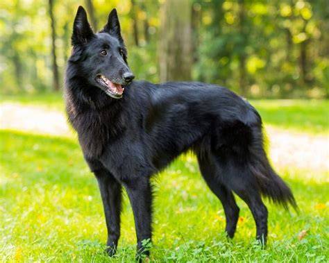 Groenendael - dlhosrsté čierne plemeno s výraznou hrivou na hrudi a krku